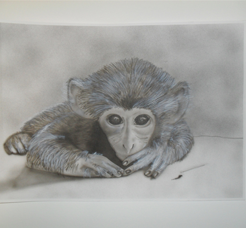 Retrato primate